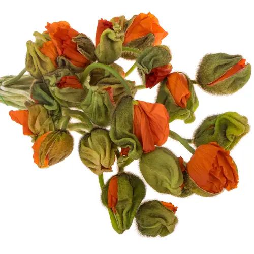 Klatschmohn Dark Orange Super 50cm