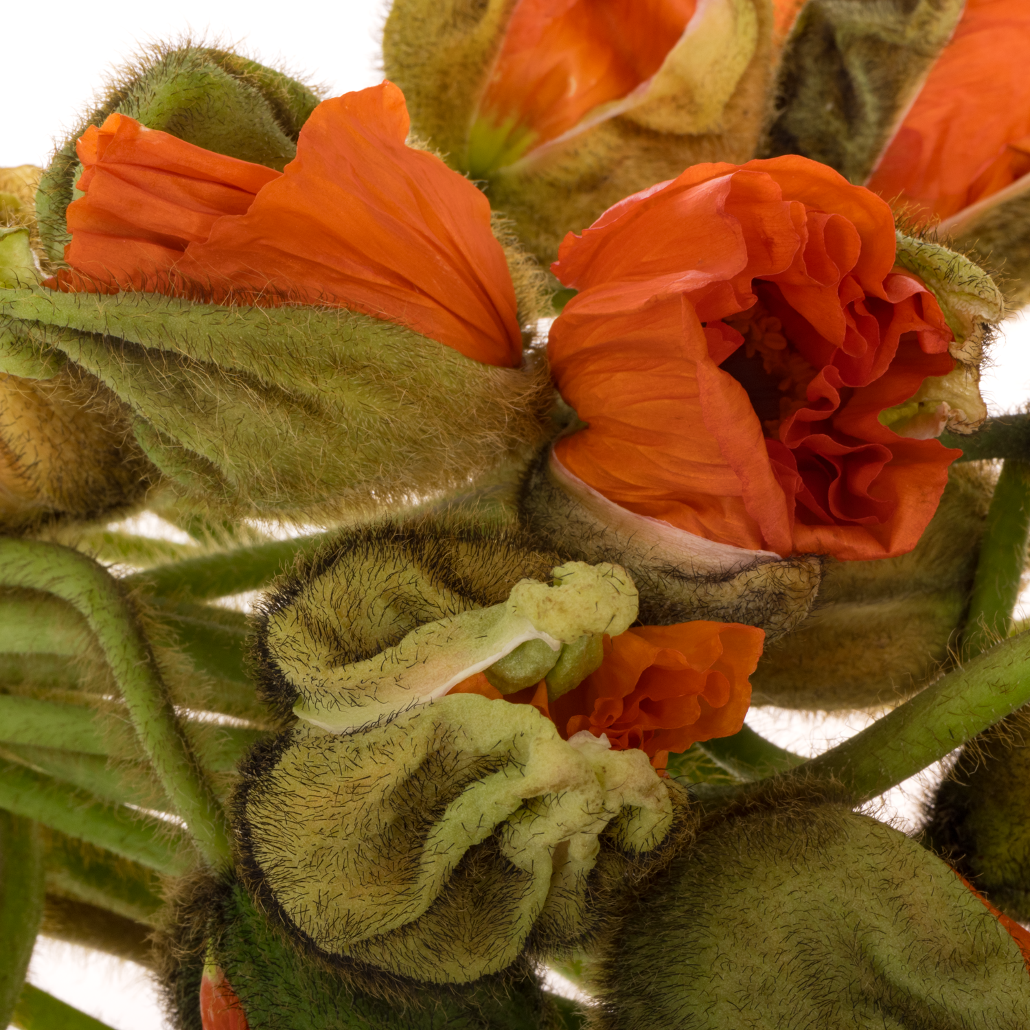 Klatschmohn Dark Orange Super 50cm