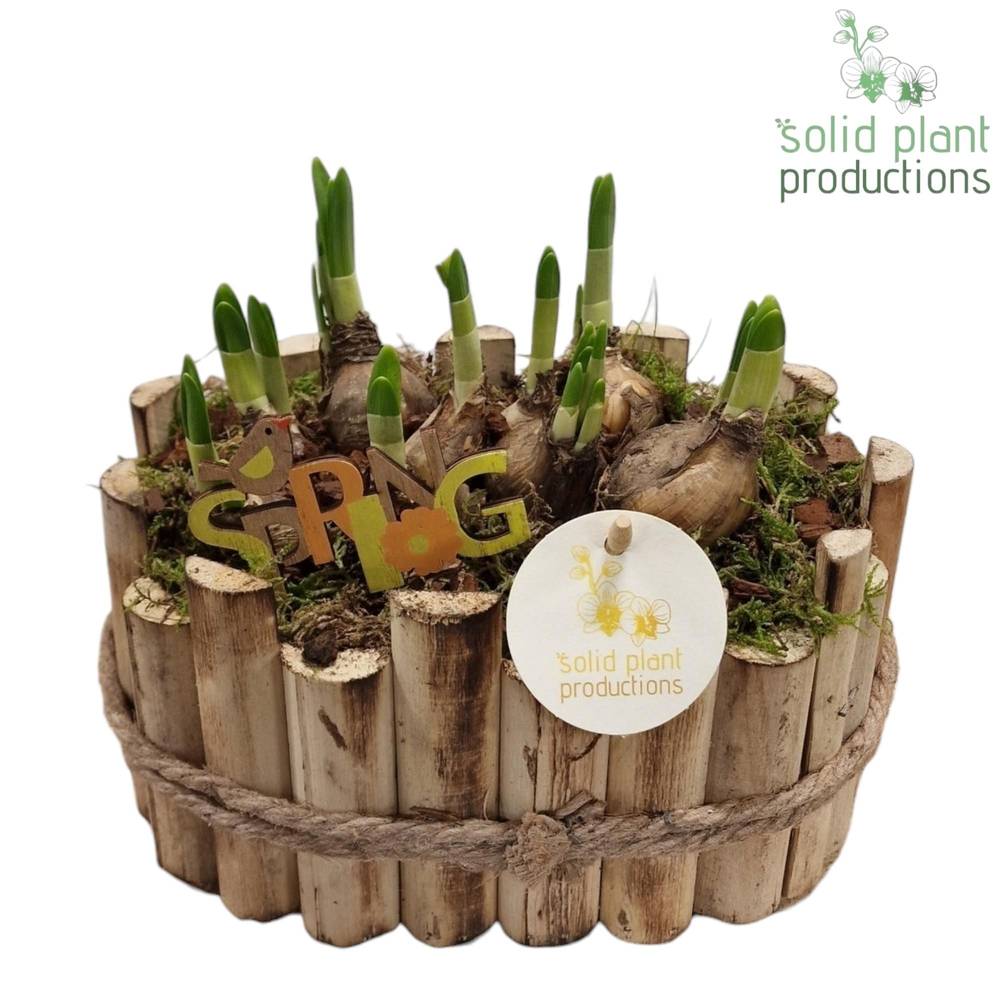 Narzisse.Arr HTE003 Bologna Small T23 H022