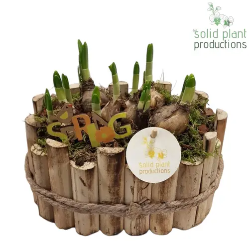 Narzisse.Arr HTE003 Bologna Small T23 H022