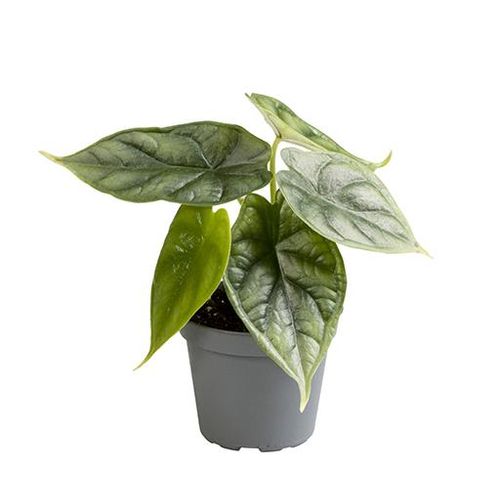 Alocasia Baginda Dragon scale T6 H15