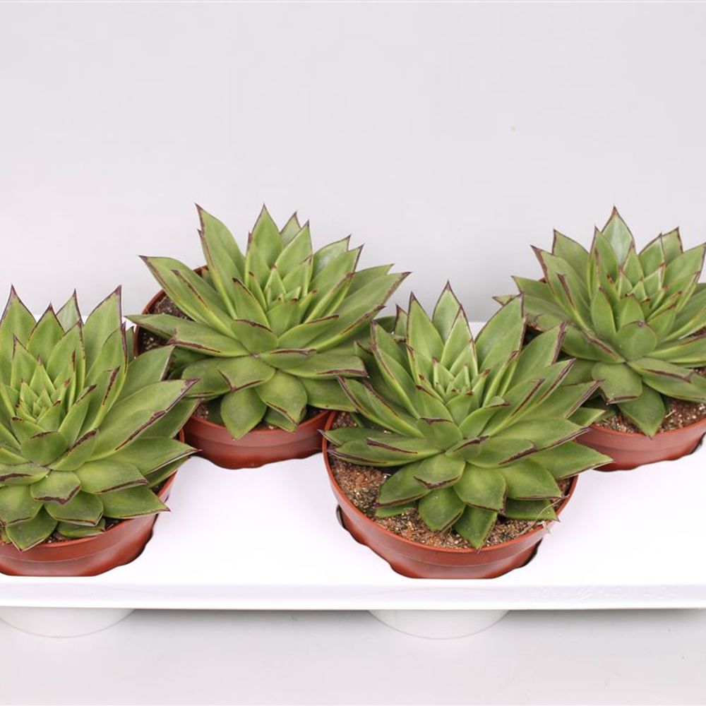 Echev.Lipstick T17 H20