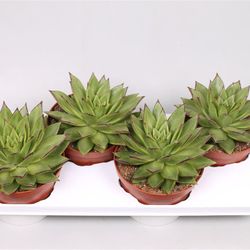 Echev.Lipstick T17 H20