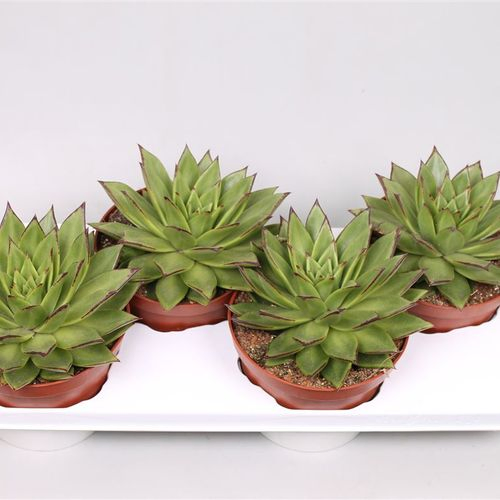 Echev.Lipstick T17 H20