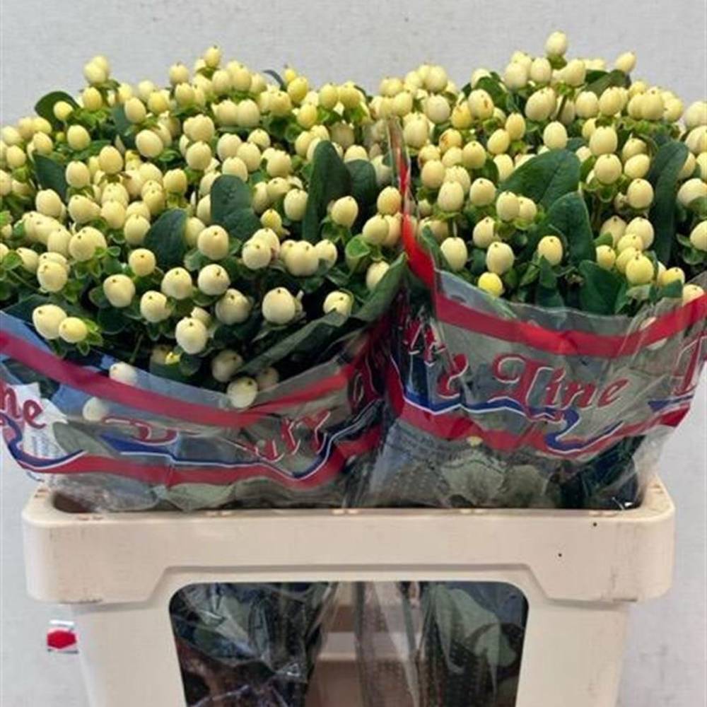 Hypericum hell gelb Brisk Vanilla 60cm