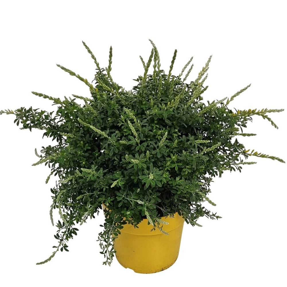 Cytisus gelb Racemosus Busch T14 H030