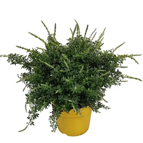 Cytisus gelb Racemosus Busch T14 H030
