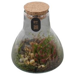 Flor.Arr PTIG2706 T11 H014