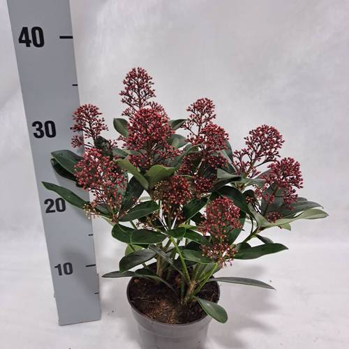 Skimmia Jap.Rubella 9+ T12 H030