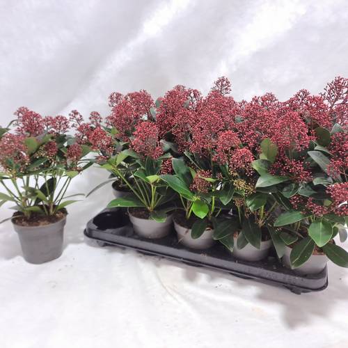 Skimmia Jap.Rubella 9+ T12 H030