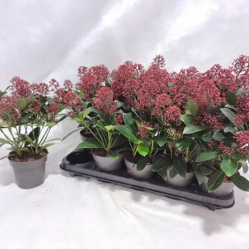 Skimmia rot Japonica Rubella 9+Blüte T12 H030
