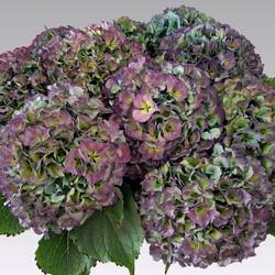 Hortensie violett/grün Royal Parade cl Bol 21cm 65cm