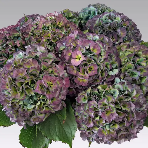 Hortensie violett/grün Royal Parade cl Bol 21cm 65cm
