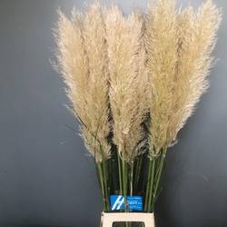 Pampas creme/weiss Extra lang 120cm
