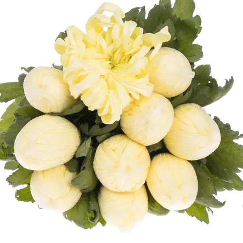 Chrys.Deko creme Cream Vienna 100 Gramm