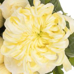Chrys.Deko creme Cream Vienna 100 Gramm