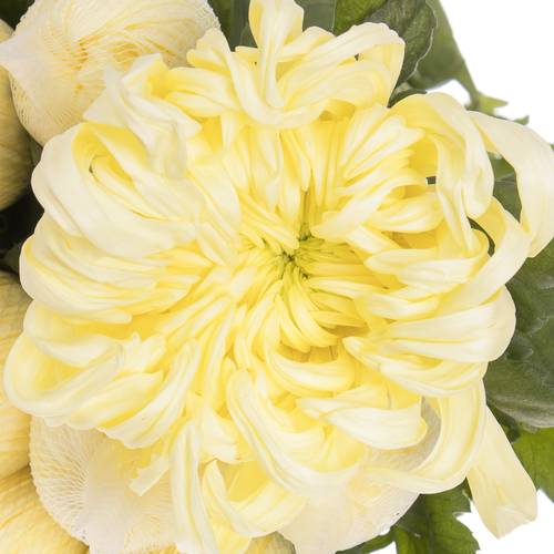 Chrys.Deko creme Cream Vienna 100 Gramm