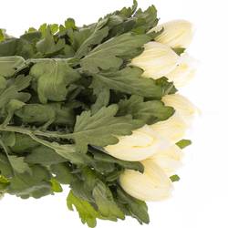 Chrys.Deko creme Cream Vienna 100 Gramm