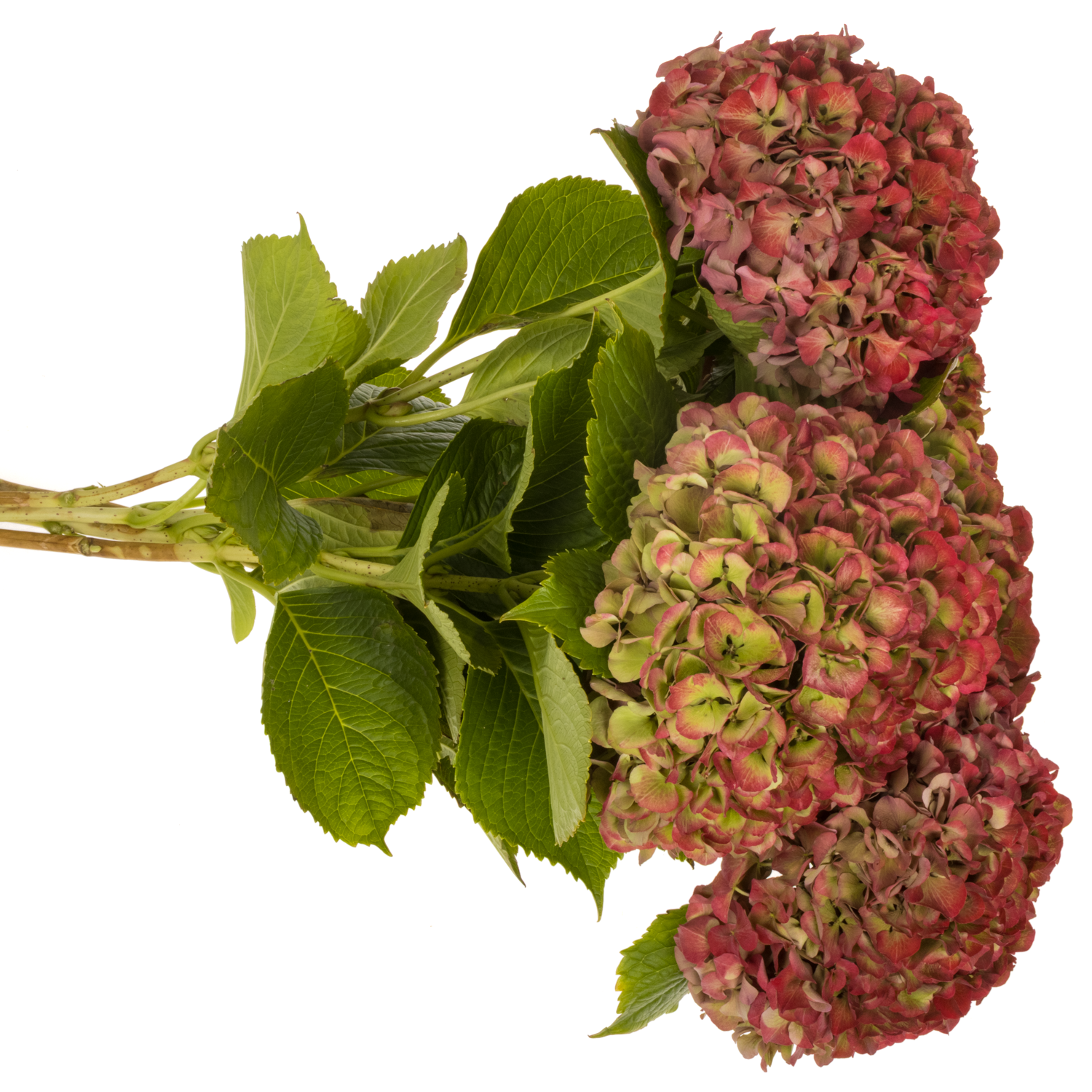 Hortensie rot/grün Glowing Alps classic Bol 22cm 70cm