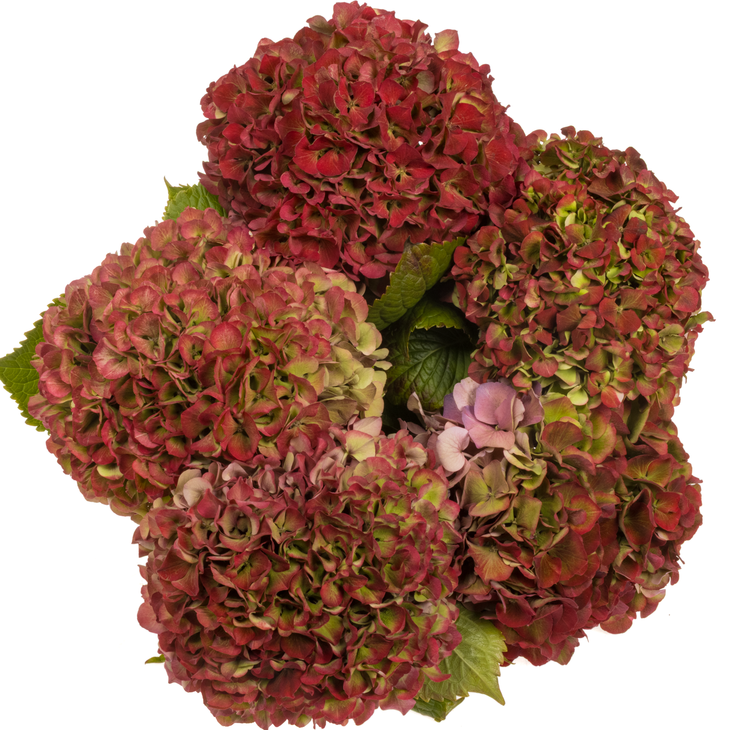 Hortensie rot/grün Glowing Alps classic Bol 22cm 70cm
