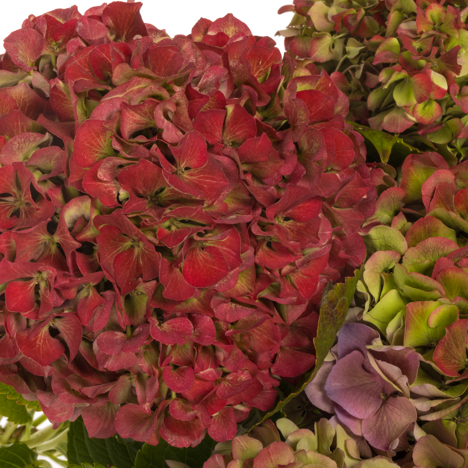 Hortensie rot/grün Glowing Alps classic Bol 22cm 70cm