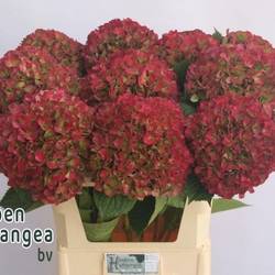 Hortensie rot/grün Glowing Alps classic Bol 22cm 70cm