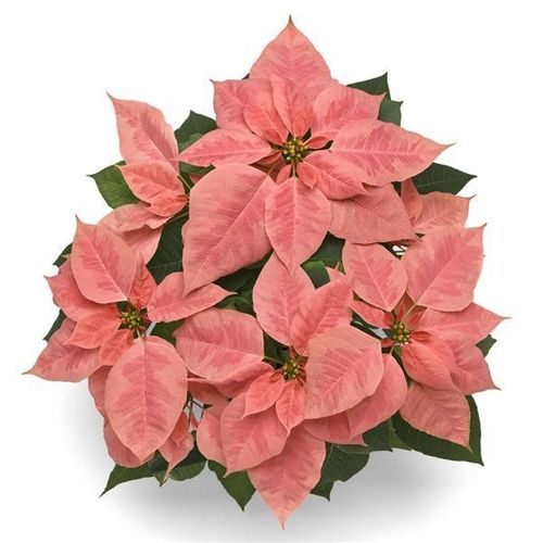 Poins.rosa Champagne 3+ T09 H18