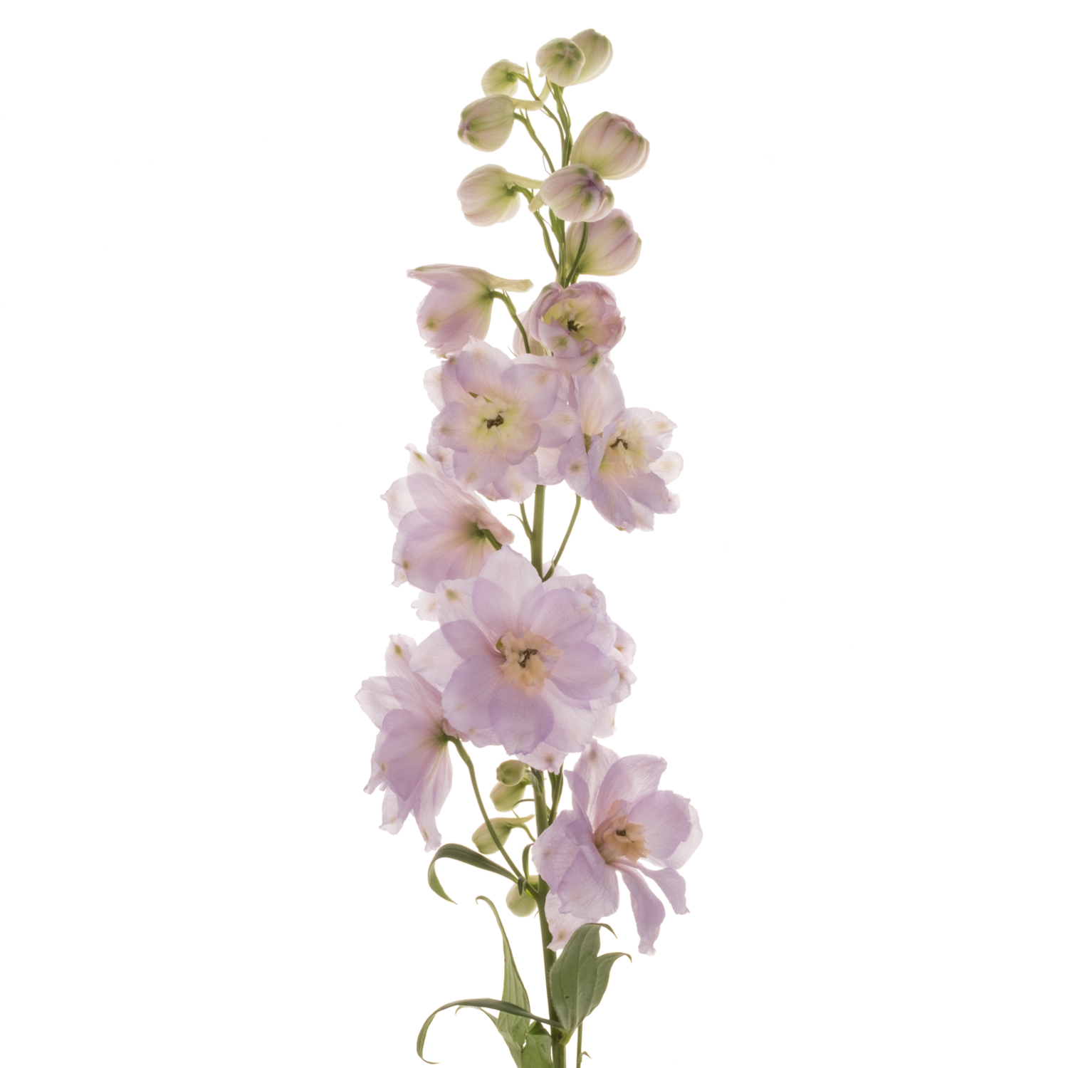 Delphinium rosa Rosa Dewi Fame 65cm