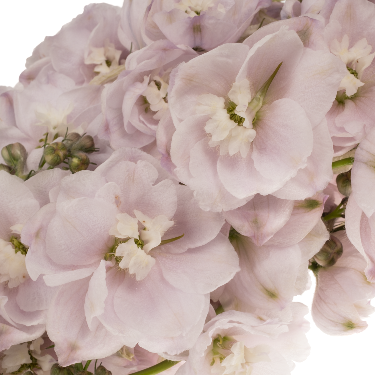 Delphinium rosa Rosa Dewi Fame 65cm