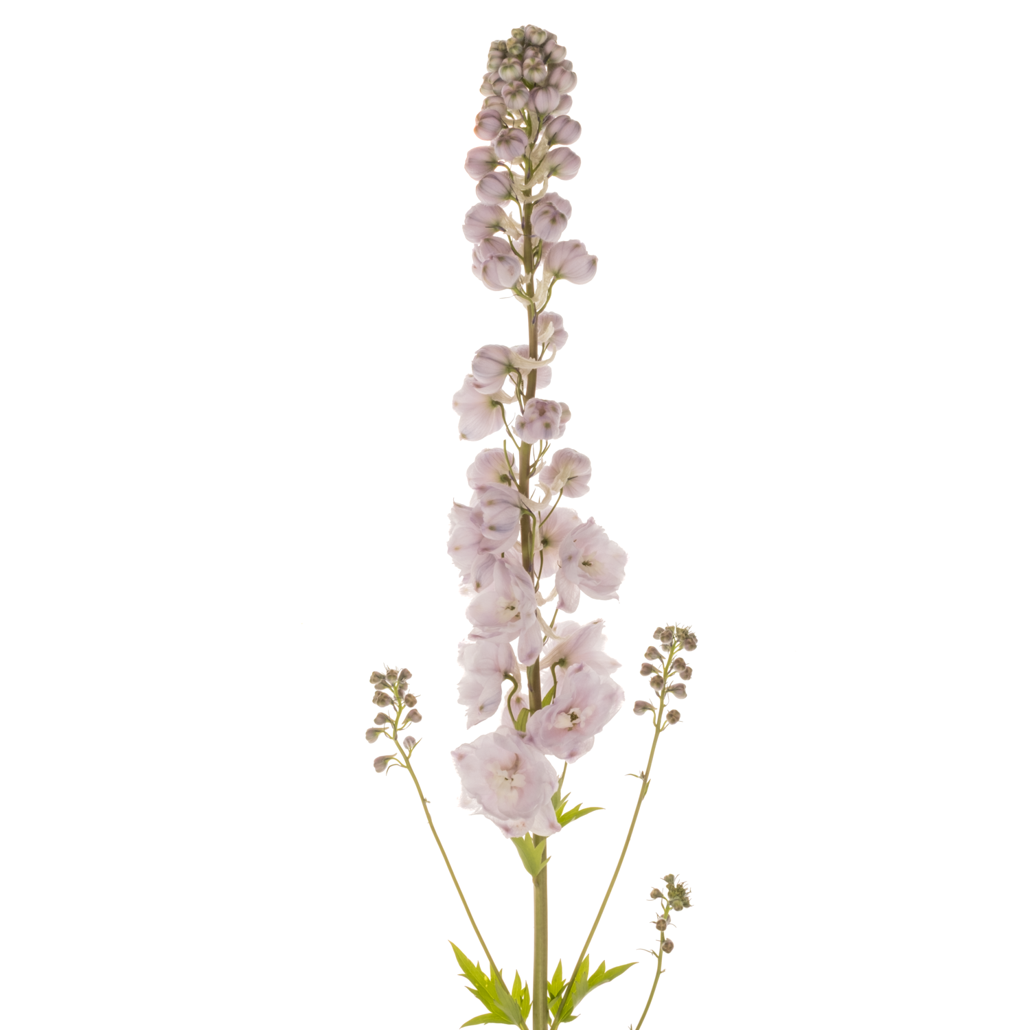 Delphinium rosa Rosa Dewi Fame 65cm