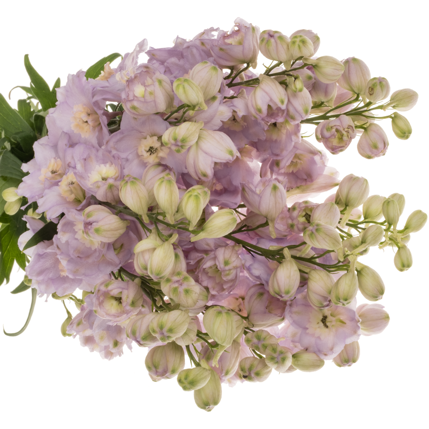Delphinium rosa Rosa Dewi Fame 65cm