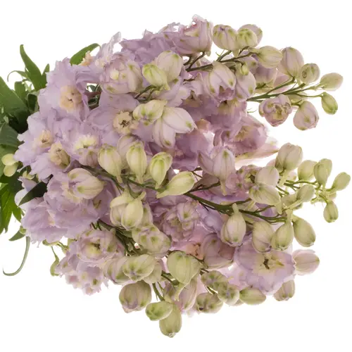 Delphinium rosa Rosa Dewi Fame 65cm