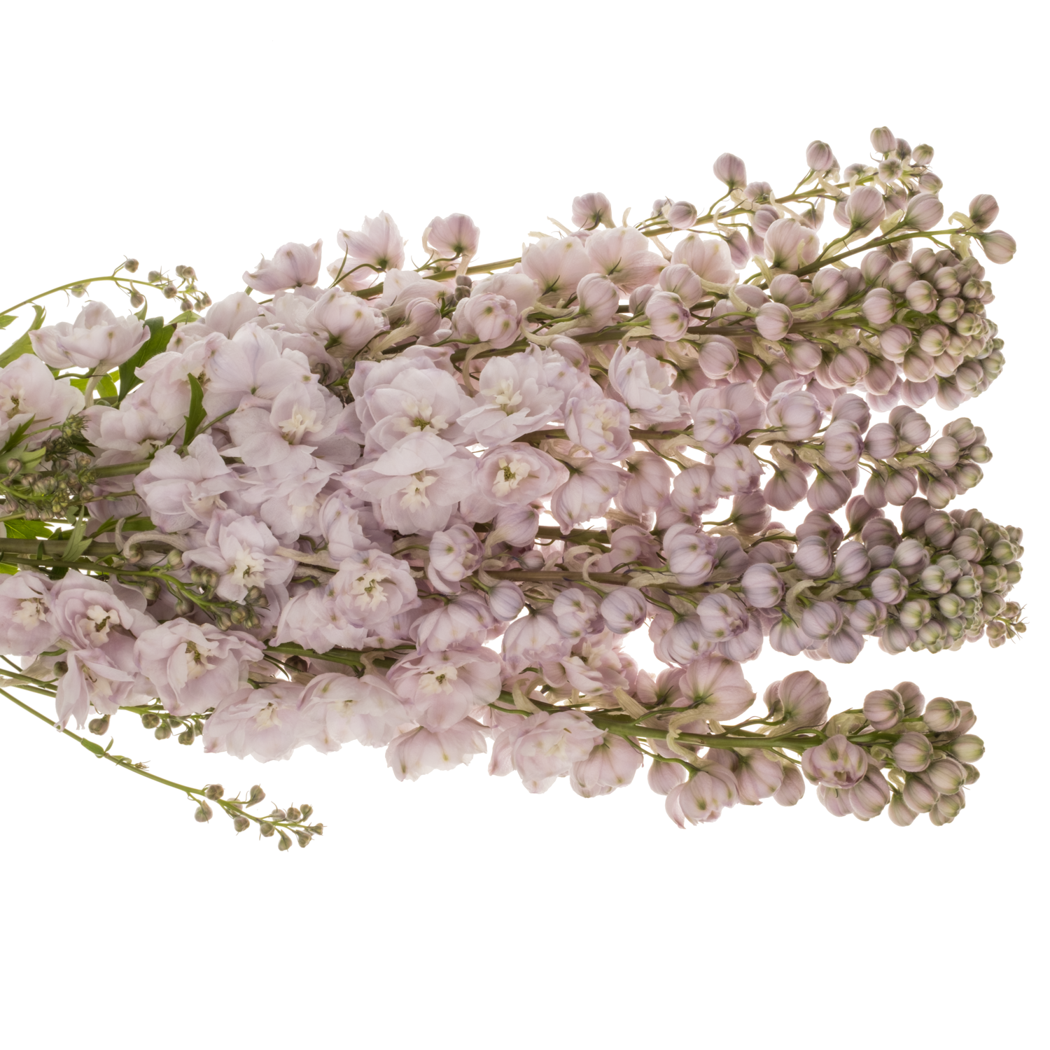 Delphinium rosa Rosa Dewi Fame 65cm