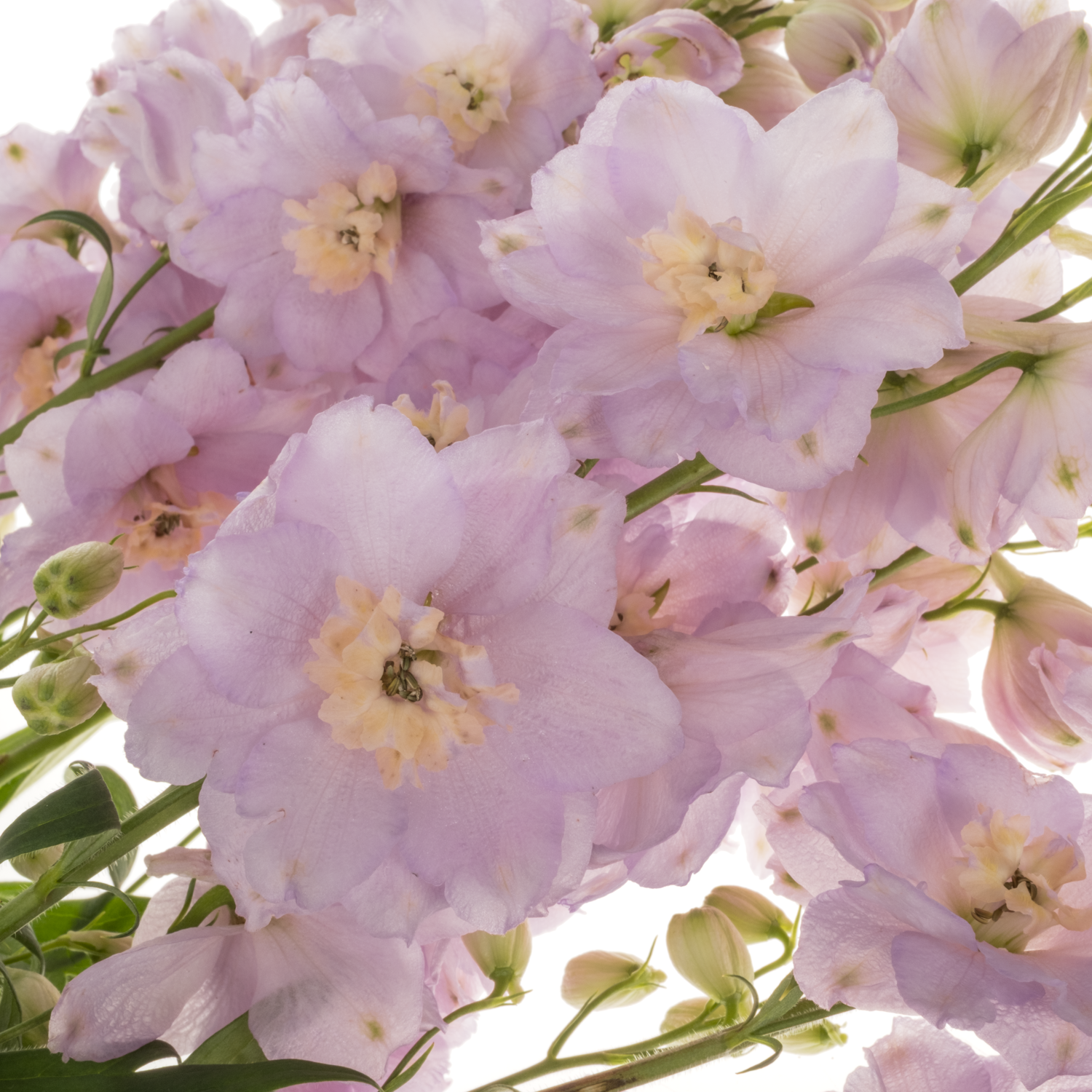 Delphinium rosa Rosa Dewi Fame 65cm