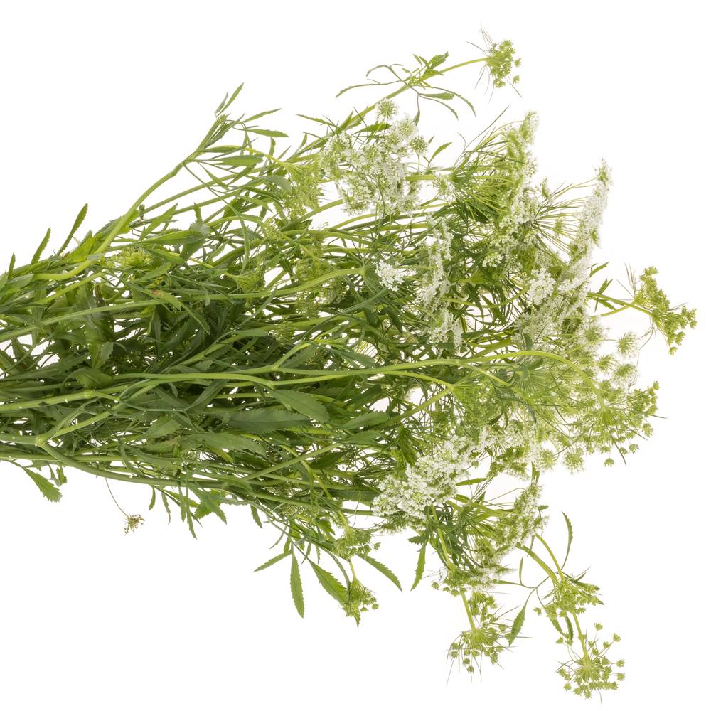 Ammi weiss majus 90cm