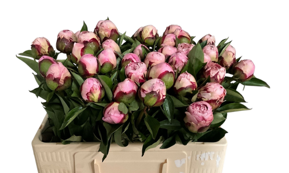 Pfingstrose rosa Rhode 50cm
