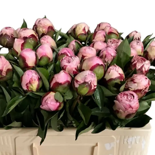 Pfingstrose rosa Rhode 50cm