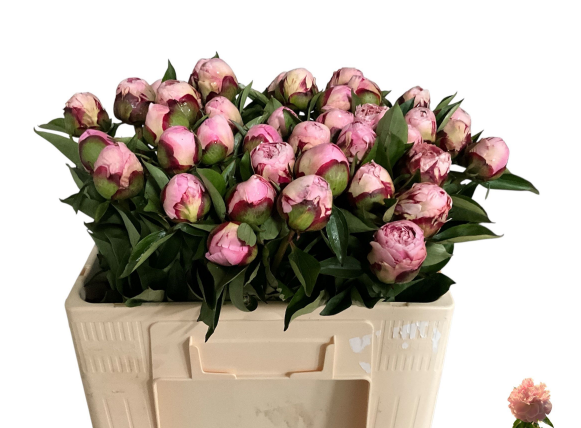 Pfingstrose rosa Rhode 50cm