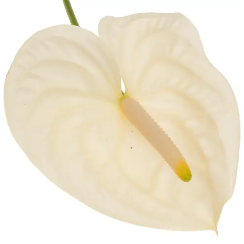 Anthurium creme/weiss Moments Blüte 9cm