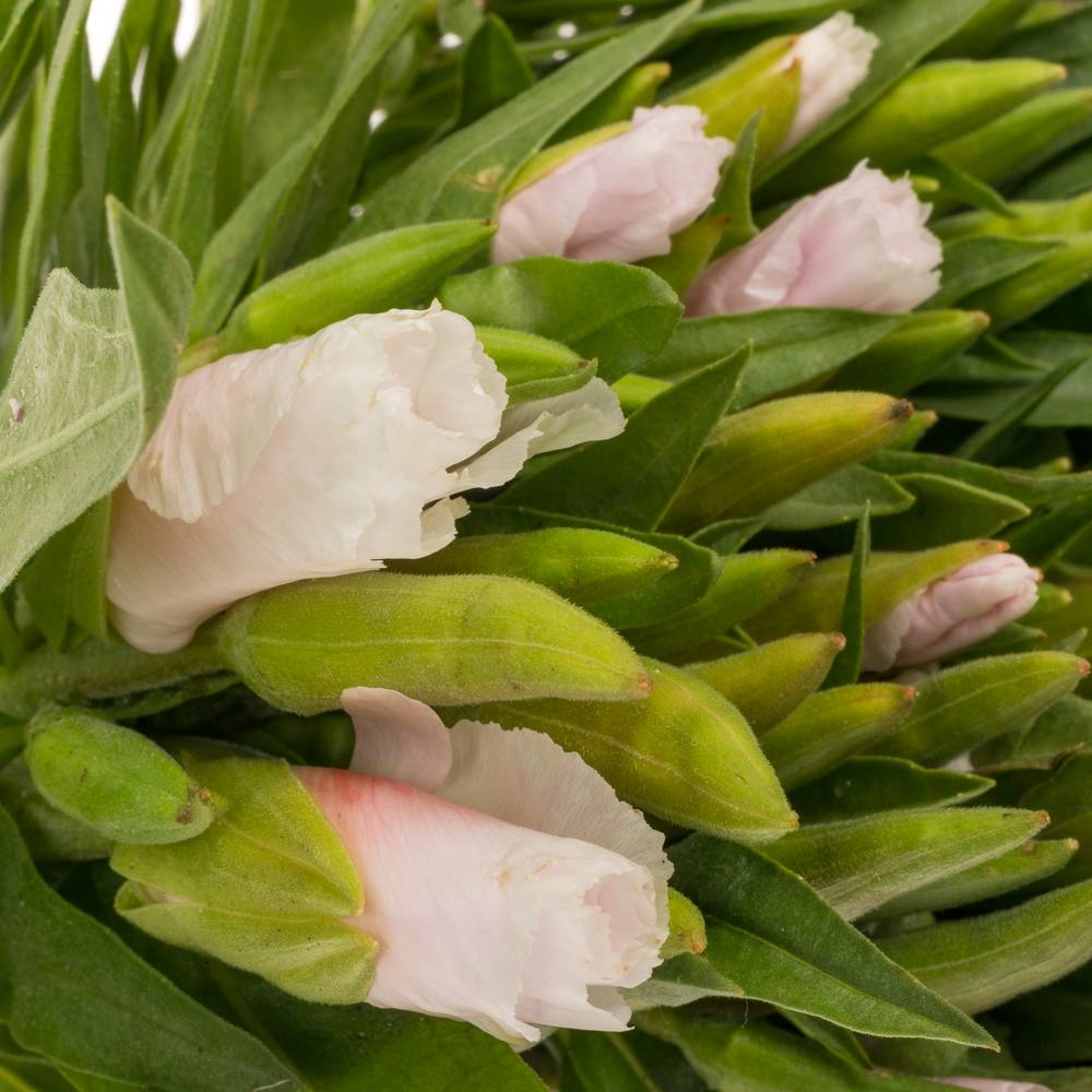 Godetia weiss/hell rosa 60cm