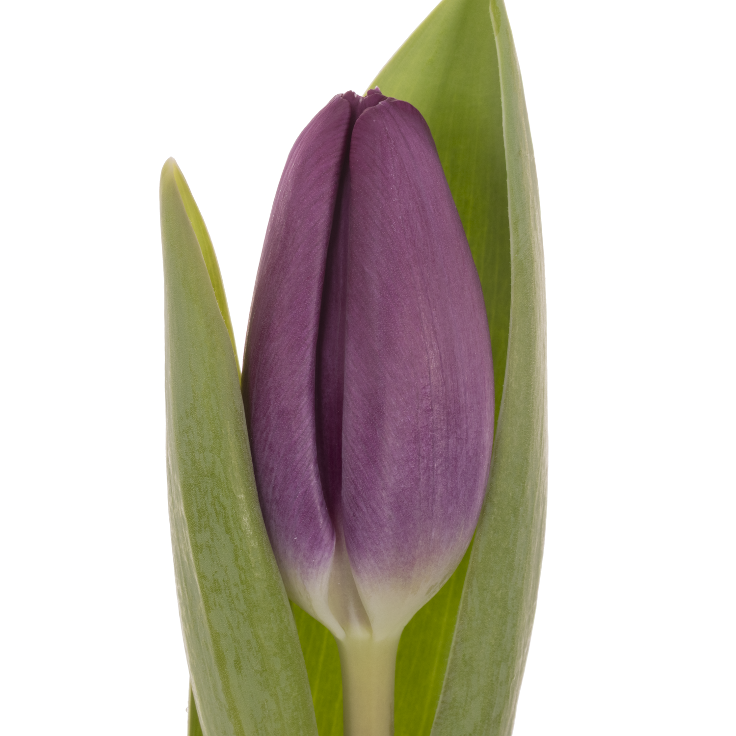 Tulpe lila Roeska 32 Gramm