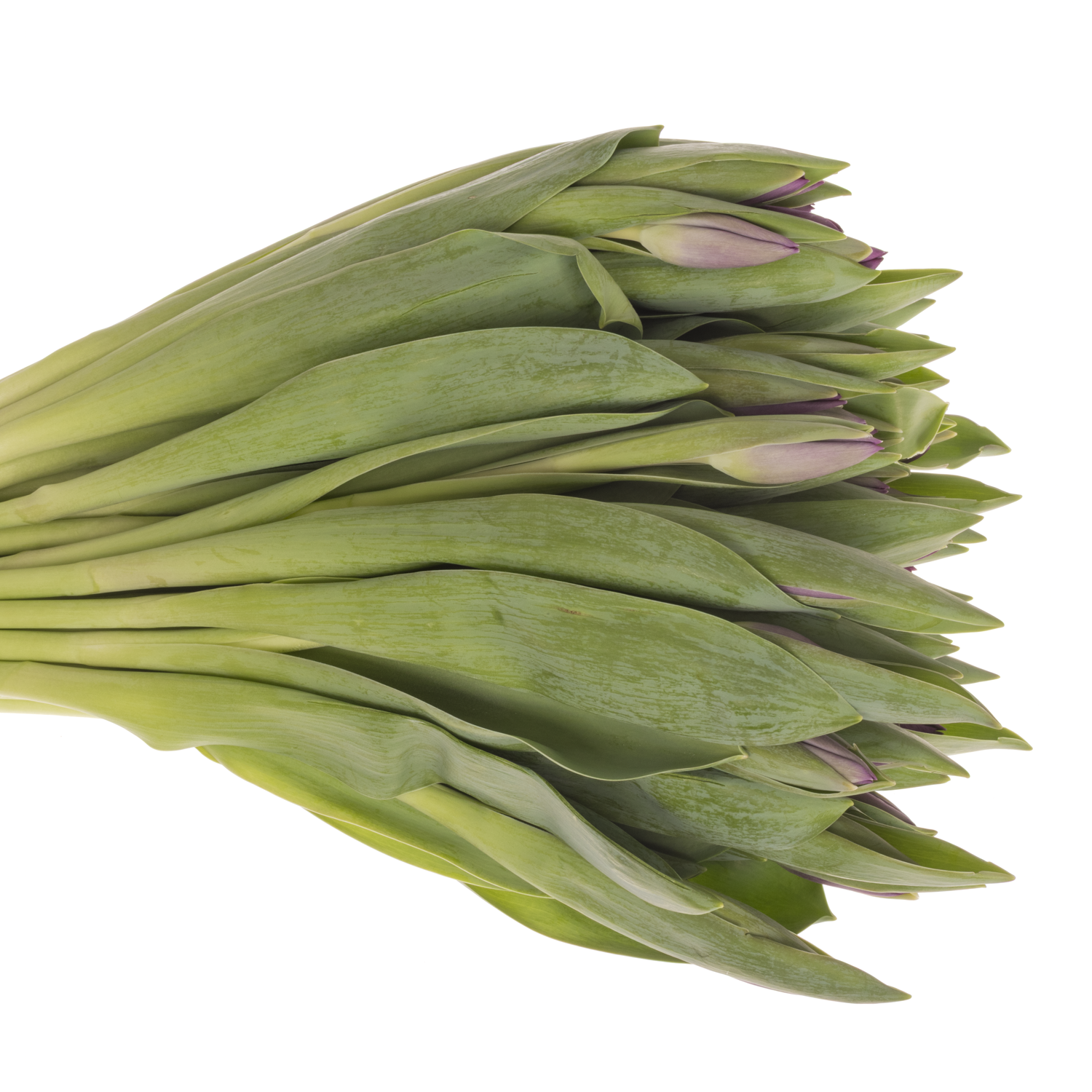 Tulpe lila Roeska 32 Gramm