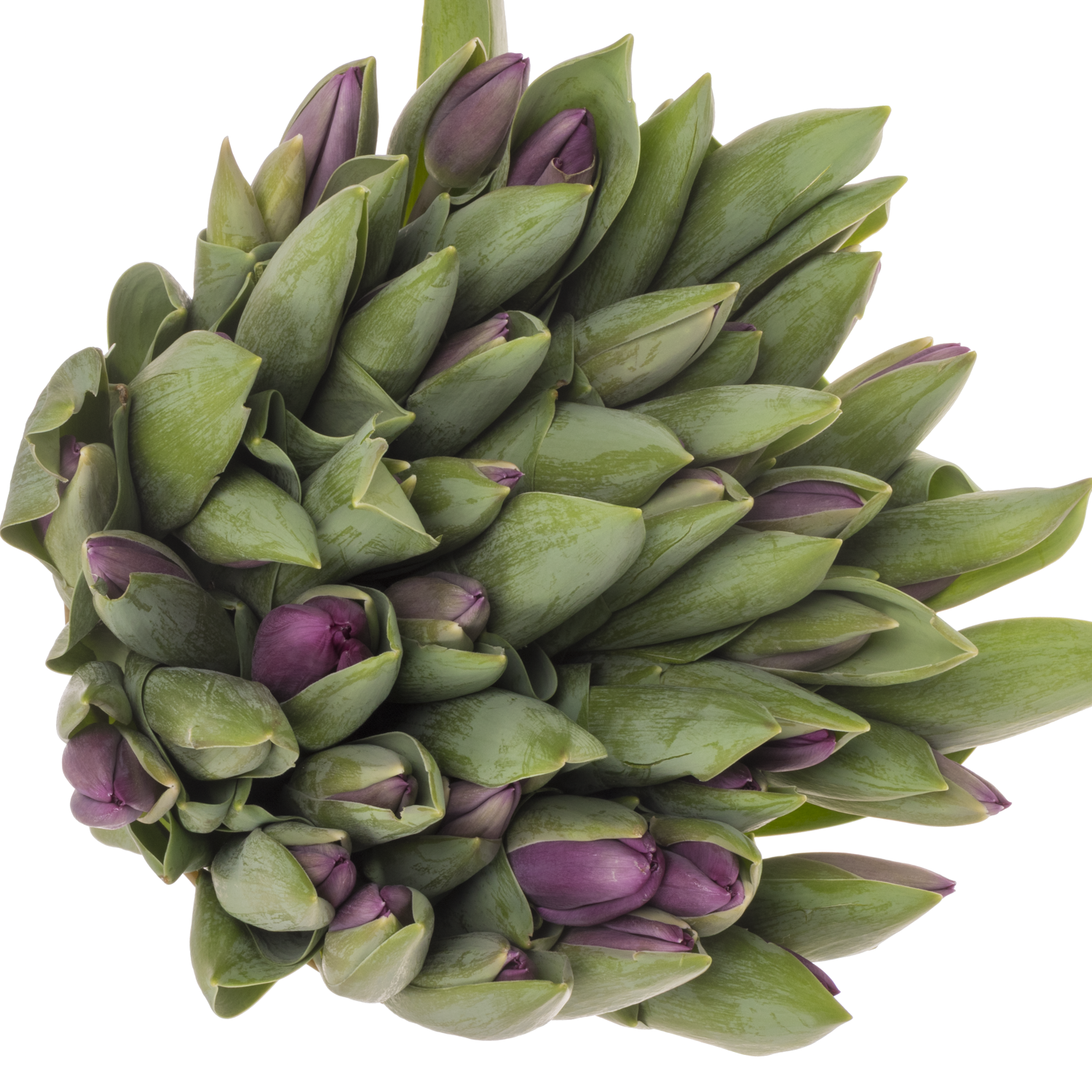 Tulpe lila Roeska 32 Gramm