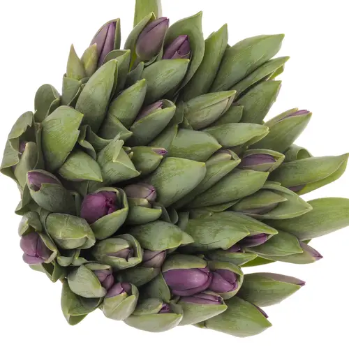 Tulpe lila Roeska 32 Gramm