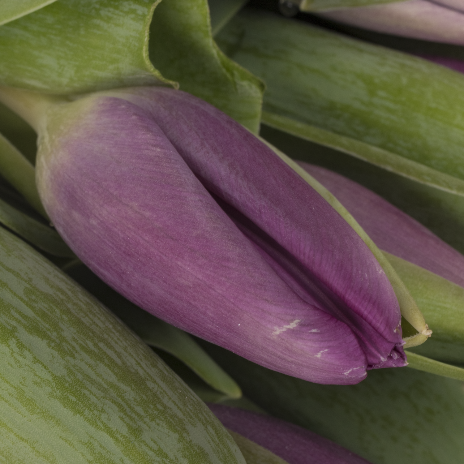 Tulpe lila Roeska 32 Gramm