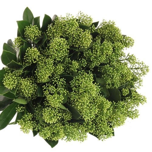 Skimmia weiss Finchy 40cm 