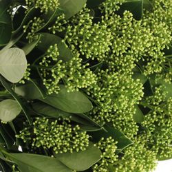 Skimmia weiss Finchy 40cm 