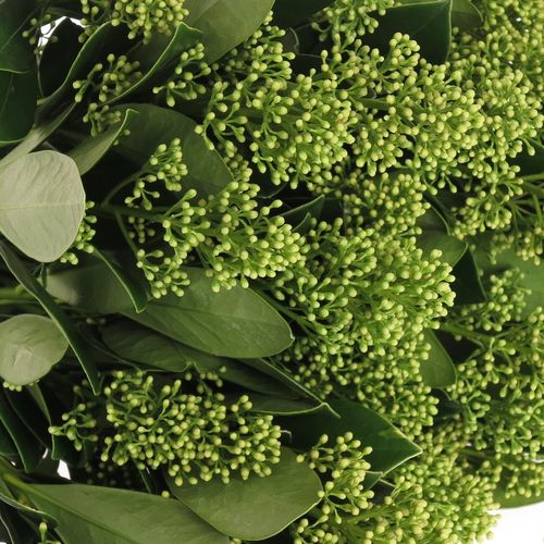 Skimmia weiss Finchy 40cm 