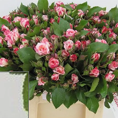 Rosa weiss/rosa Freiland Freising 5+ 40cm