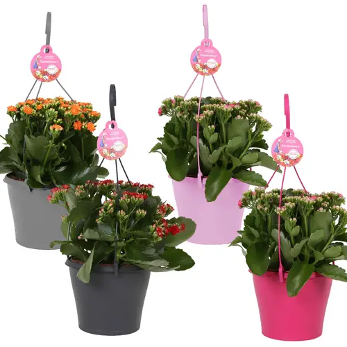 Kal.Gef. mix Gardenlina Ampel T15 H027